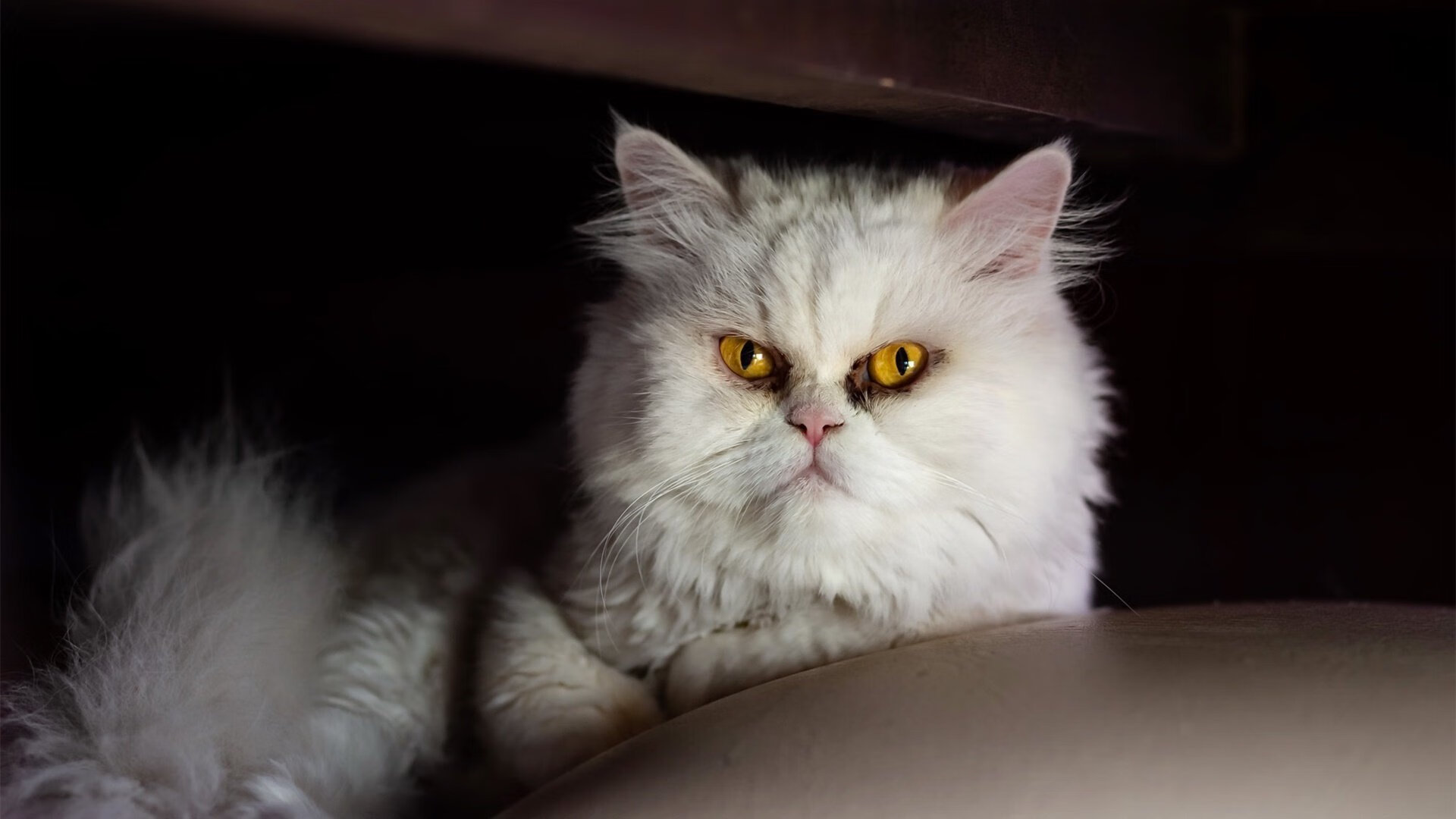 顶点的对决,火焰的意志—从NBA总决赛到乌克兰的足球奇迹