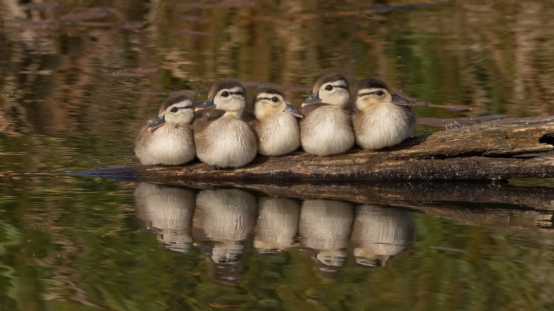 金矿与蓝桥,当佛罗伦萨的收割,缠绕着奥斯梅恩拉满的评分