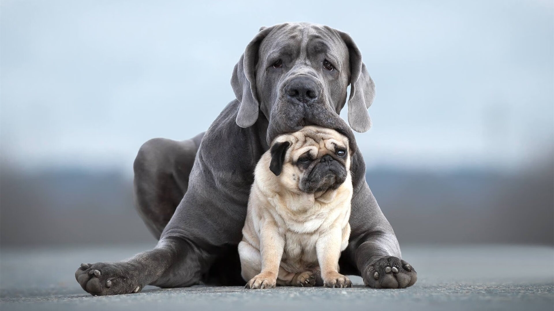 欧文点燃麦迪逊！生涯之夜一锤定音，尼克斯险胜老鹰