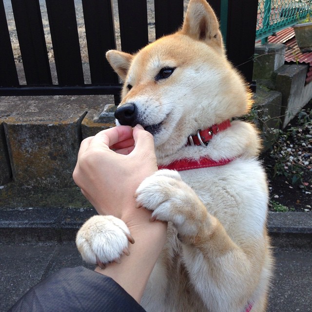 烽火太行，山西队全场狂飙血拼辽宁，福克斯石破天惊成关键先生