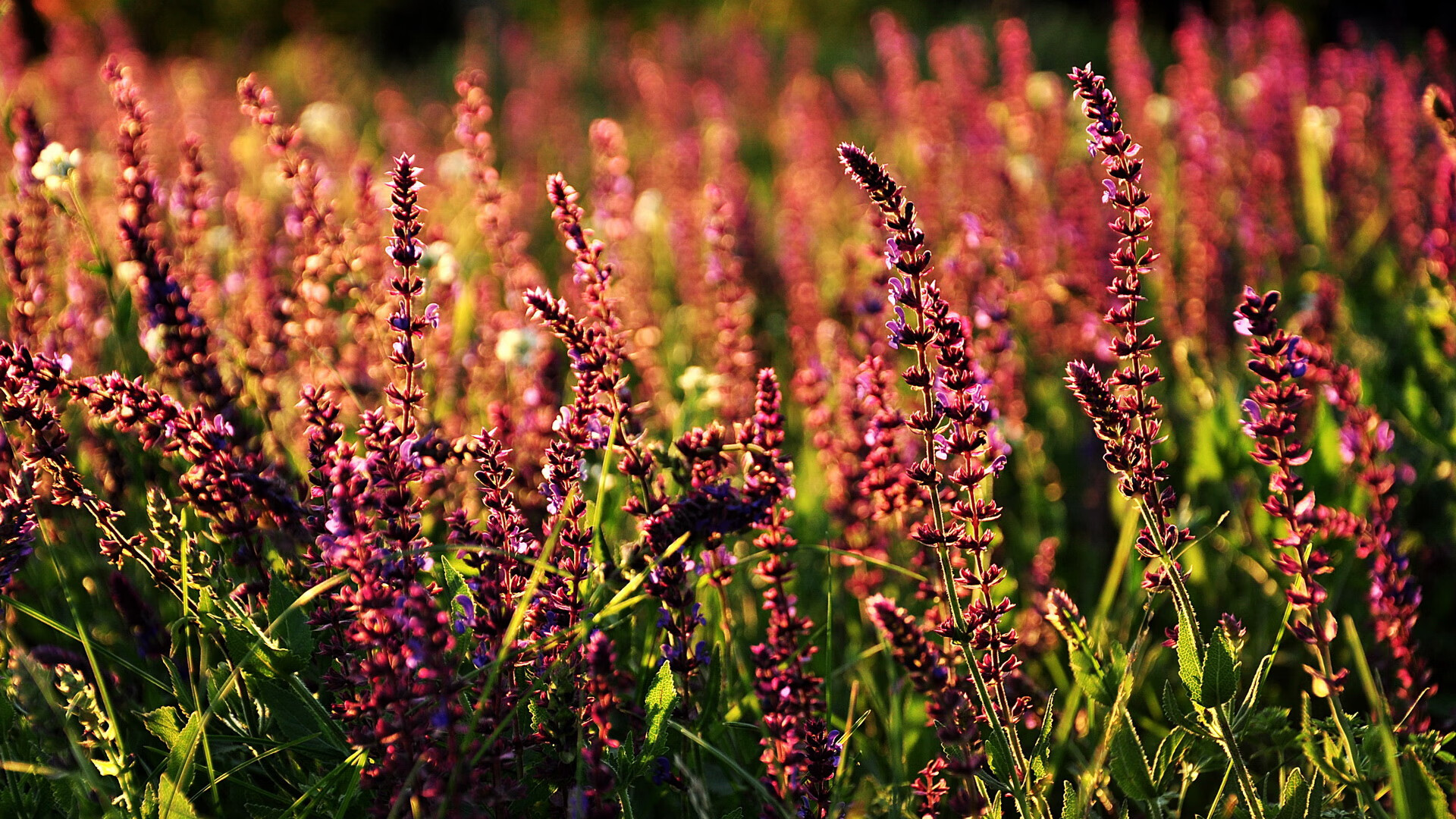 哈登总决赛王者归来,快船硬仗击溃爵士,统治时刻铸就传奇