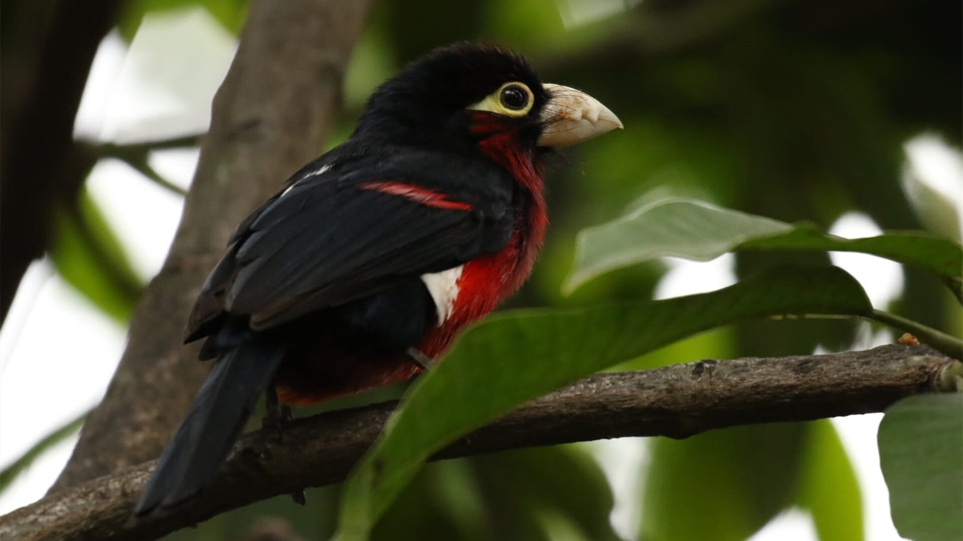 当南滩火焰融化银黑军团,丹佛高原升起冠军旗帜