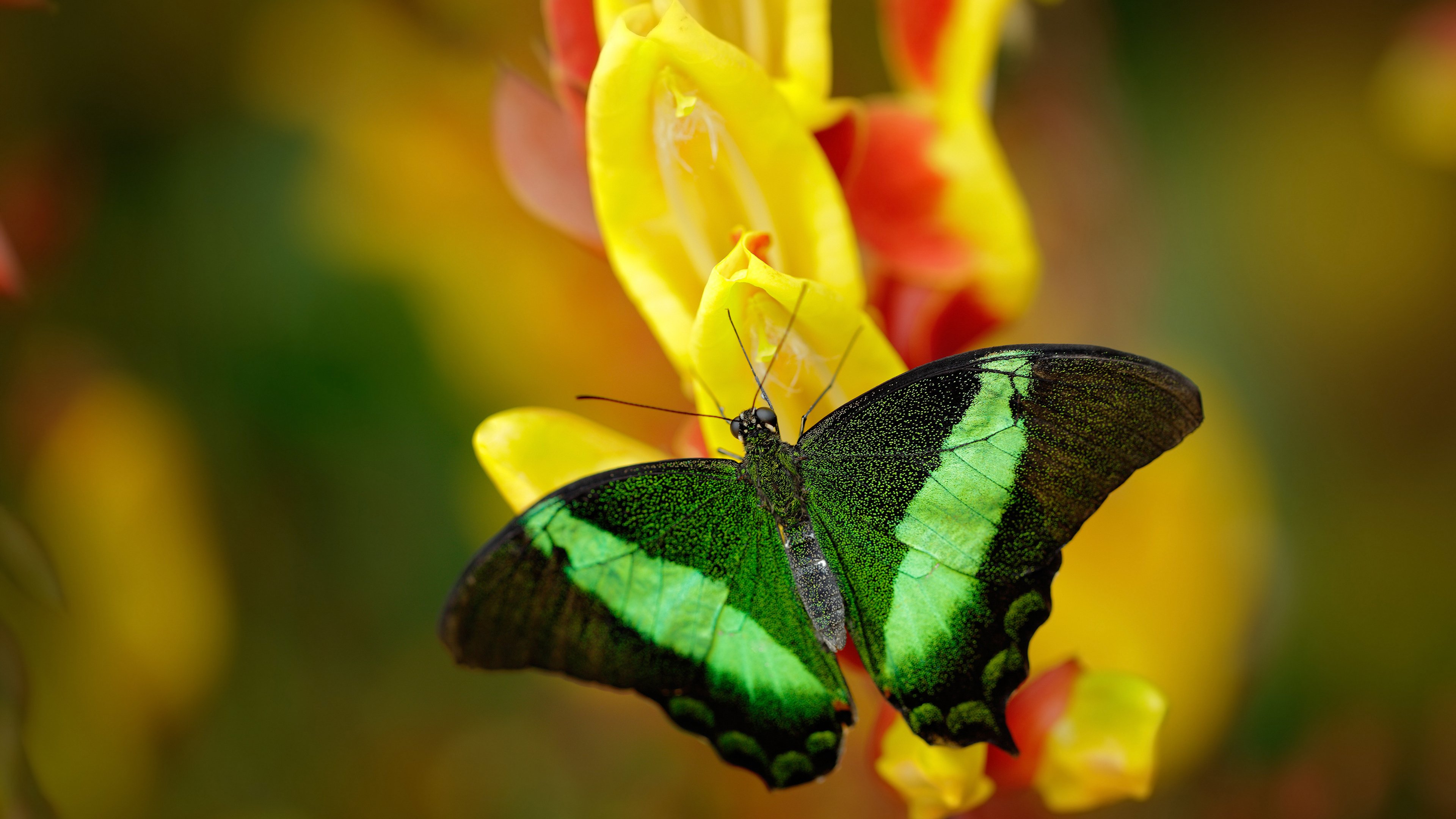 开云体育入口-非典型英雄，当佛罗伦萨的晨曦照进哥斯达黎加的雨林—记奥利维耶那脚撕裂地图的制胜球