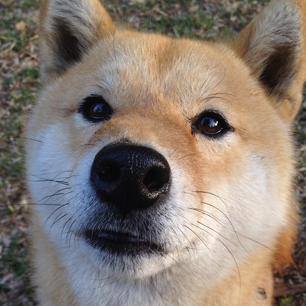 雷霆风暴席卷上海滩!福克斯36分高光表演诠释NBA级碾压