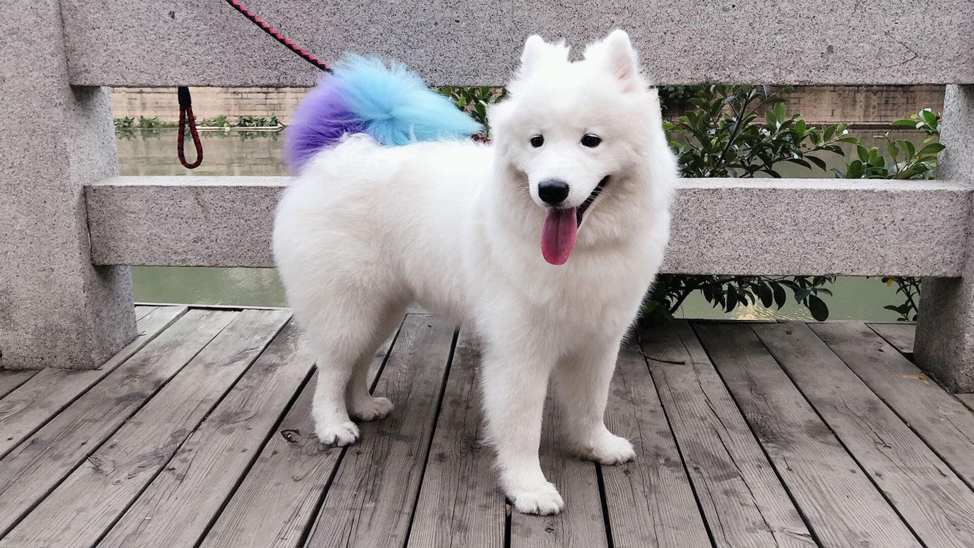 双子星闪亮工体,北京队的这场演出永不落幕