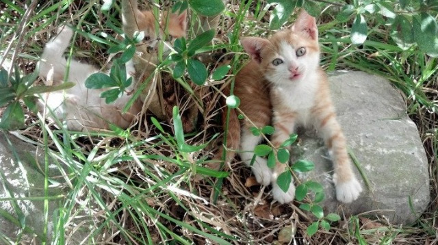 烽火多特蒙德，星光德布劳内，一场标志性的破局之争