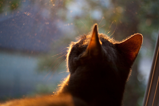 团队铁流与孤胆英雄，足球世界的双重奏鸣