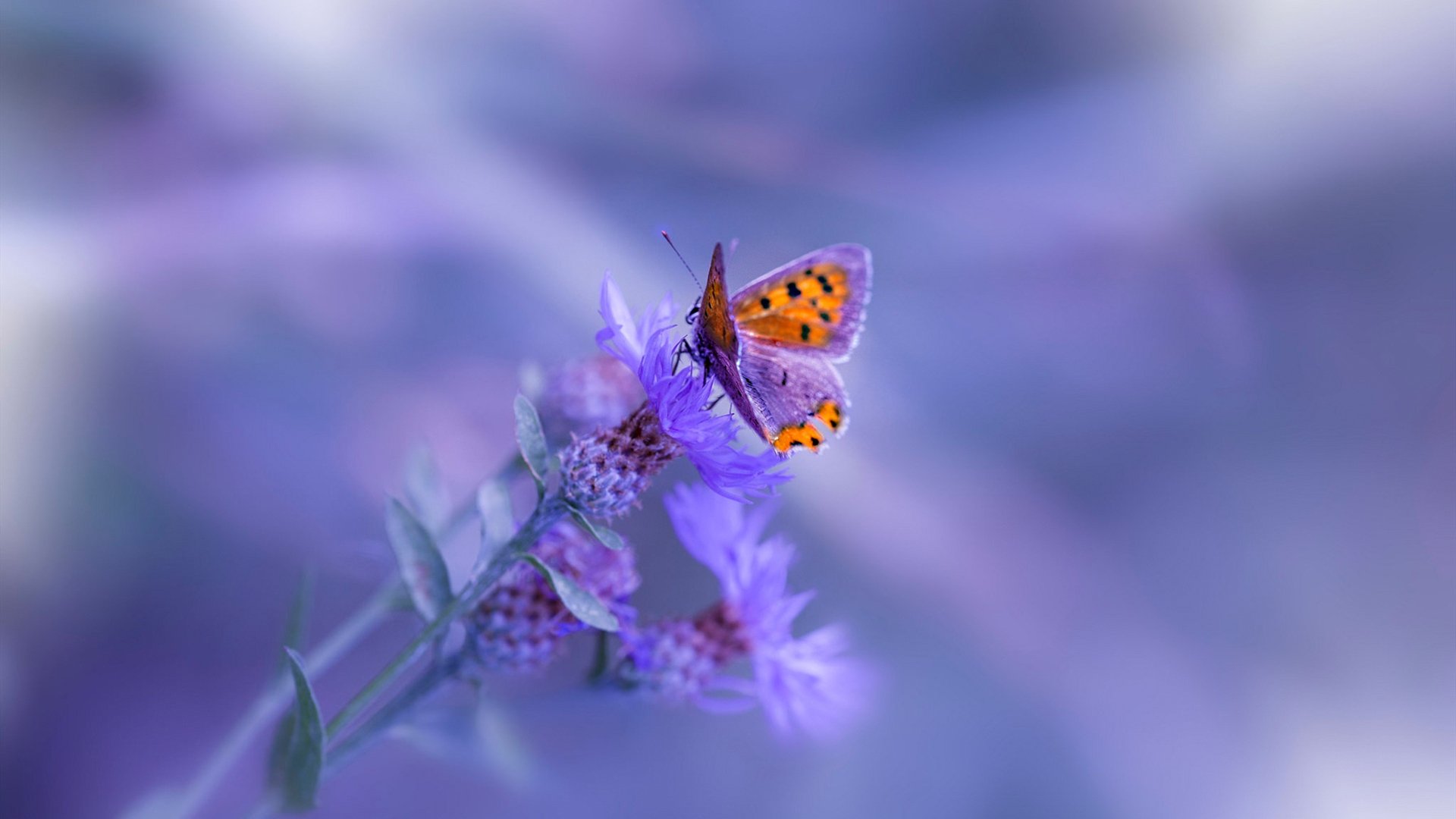 蓝鹰与棋盘格的握手，当格列兹曼击穿所有立场