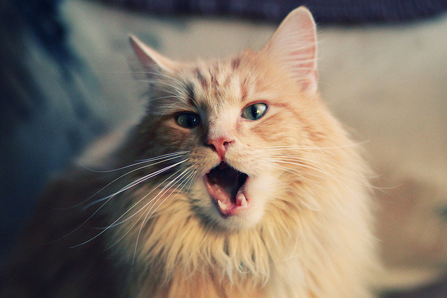 戈麦斯时刻，一记跨越半个地球的进球，点燃澳洲足球之夜