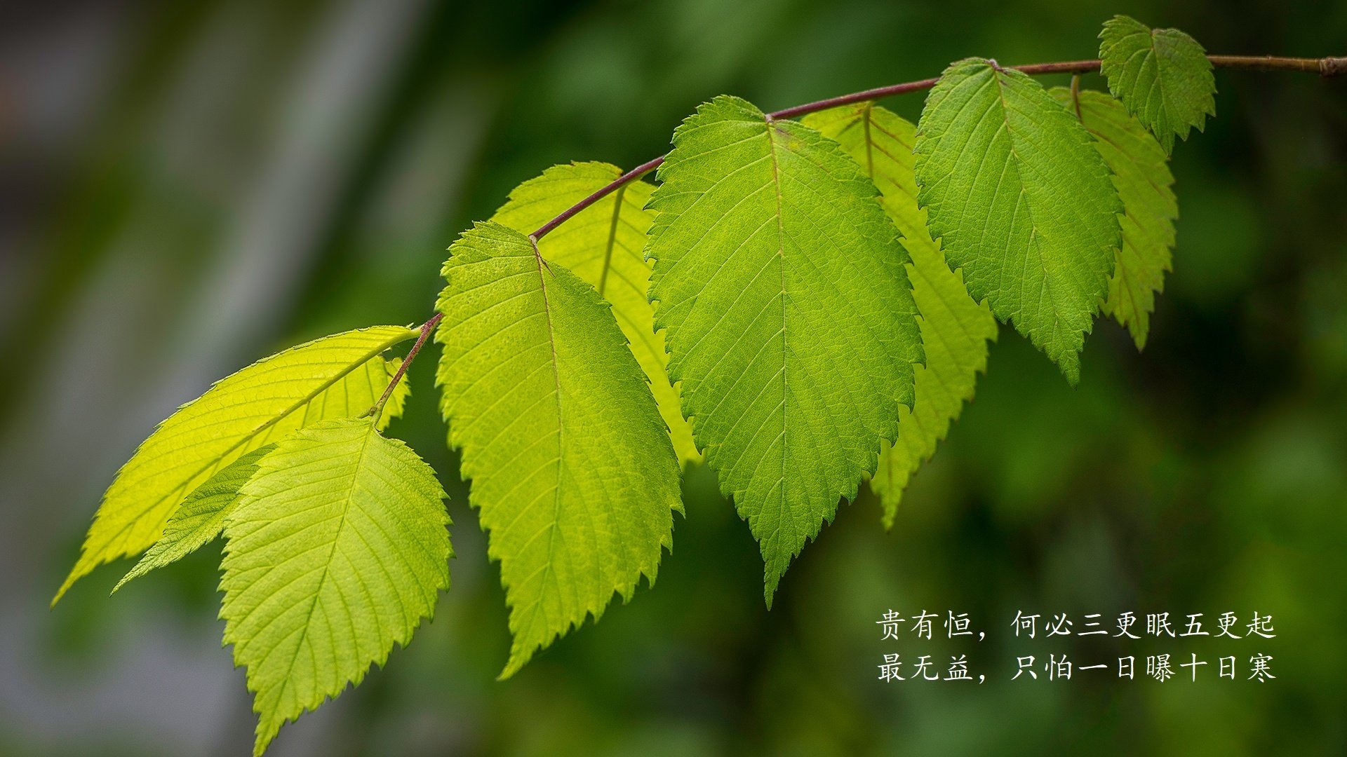 冰与火之歌，迪亚斯炼狱归途，奥地利血性逆转刺穿北欧神话