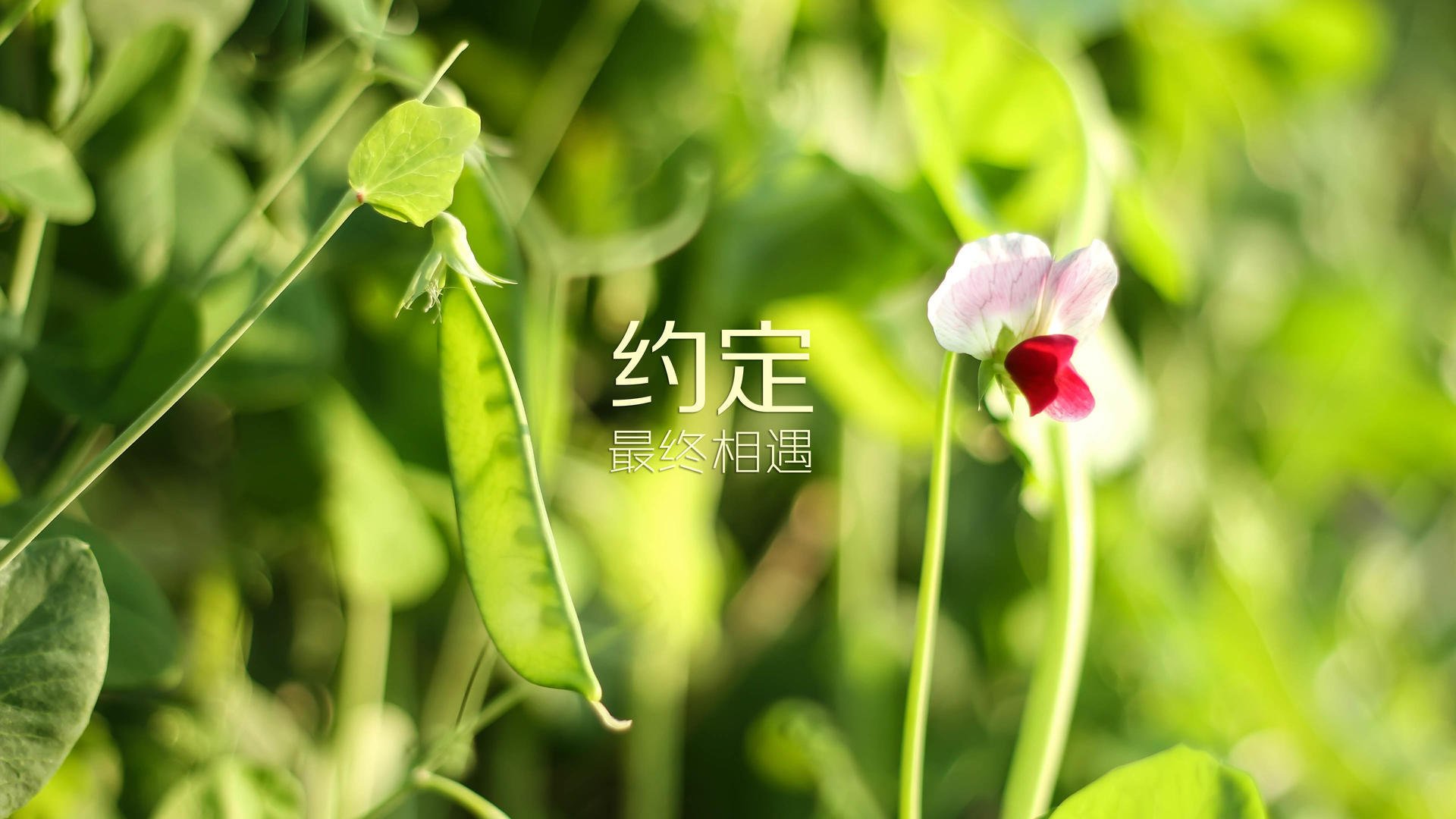 以下是为您撰写的文章