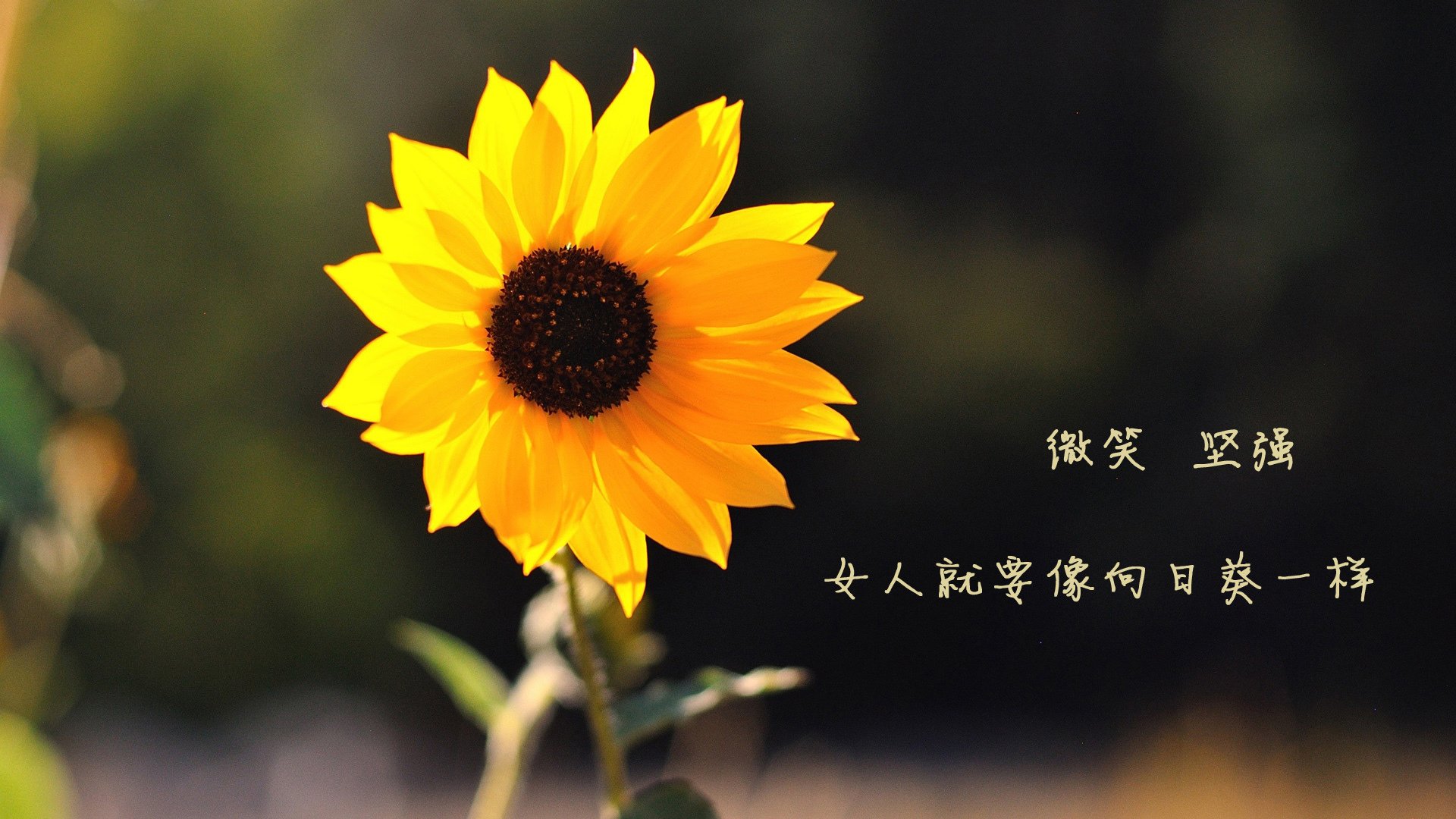 天才的缺席,当维尼修斯成为一种战术,乌拉圭如何以碾压之名,向北欧海盗宣告新时代的降临